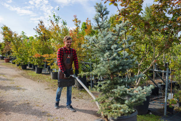 Leaf Removal in Orland Hills, IL